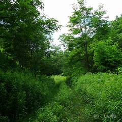 まだ道がある P1060067.jpg