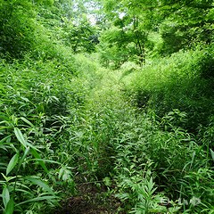 道が無くなる P1060068.jpg