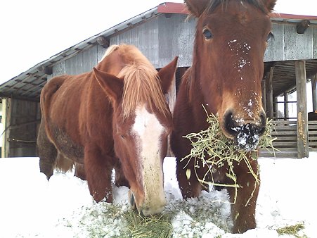雪の中で間食中~ジャイアント親子も歩くの大変そう(^^;