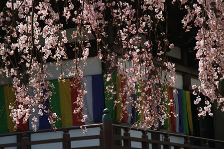 しだれ桜、増上寺!(100326)