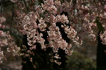 しだれ桜の増上寺!(100326)