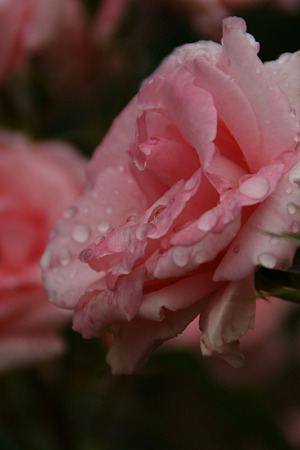 薔薇の雨粒!(100529)