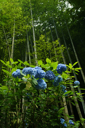 竹林と紫陽花!(100626)
