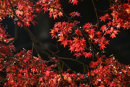 すっかり紅葉!(101106)