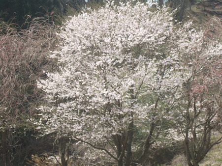 DSCF4850