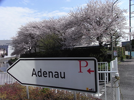 ０１．アデ桜。