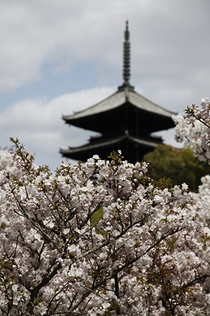 仁和寺 - 02