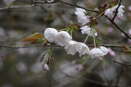 常照皇寺 - 10