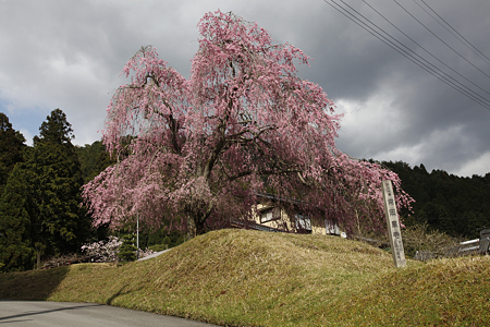 常照皇寺 - 21