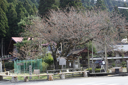 黒田百年桜 - 1