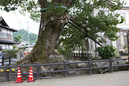 木の根橋 - 2