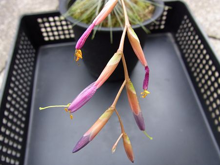 フックシィ花芽