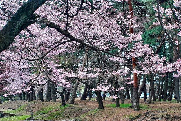 見事な松林の敷島公園 桜霞たつ 5 D8 0331 27 写真共有サイト フォト蔵