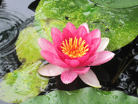 02_Lotus