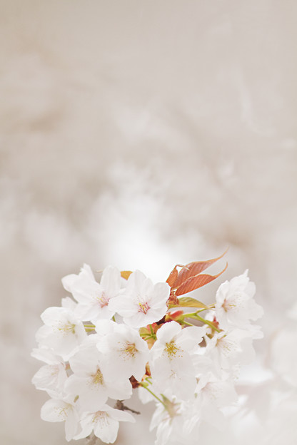 ライダーのいる桜