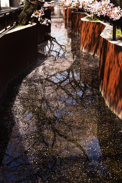 春の散歩道