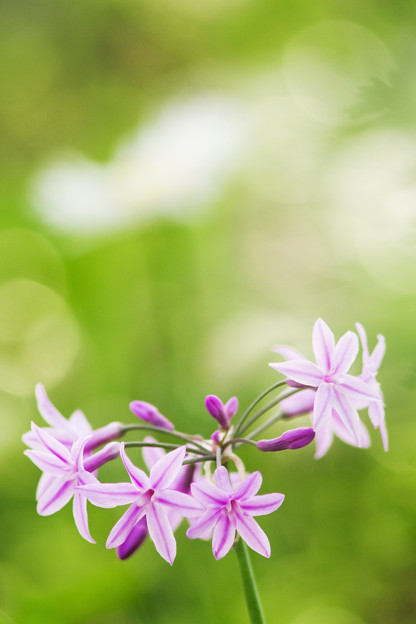 初夏の花