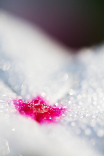 キラキラの花