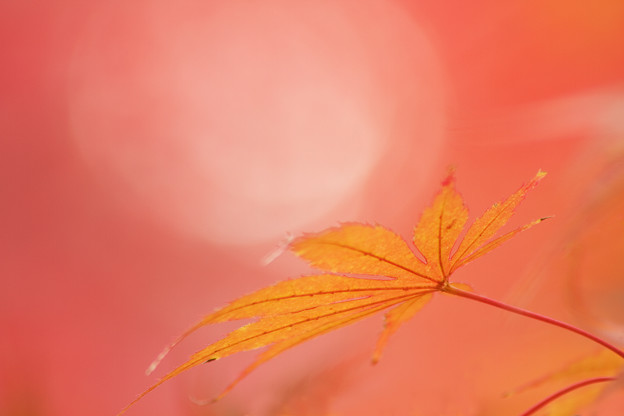 手中の玉
