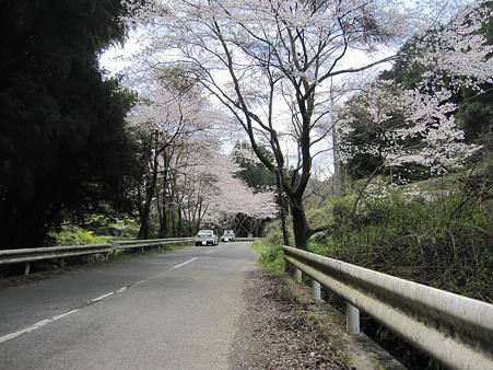 オレンジロードに桜