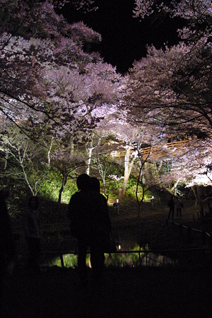 桜雲橋　３