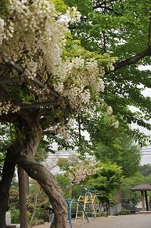 白藤と桜