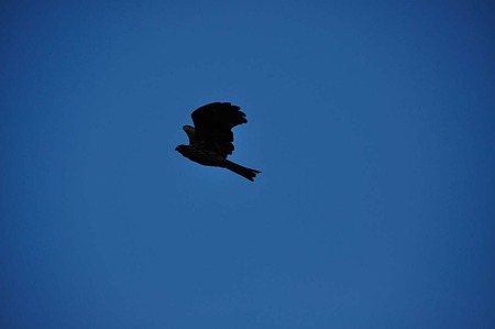 1009191707_DSC_2323