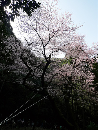 虎尾桜(4)