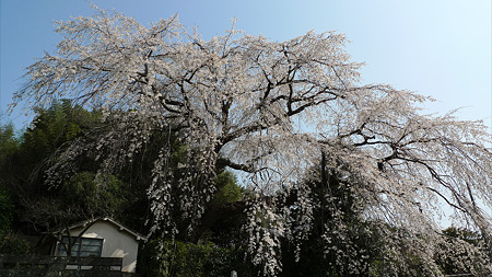 大原大しだれ桜(2)