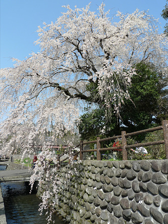 大原大しだれ桜(3)