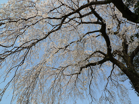 大原大しだれ桜(5)