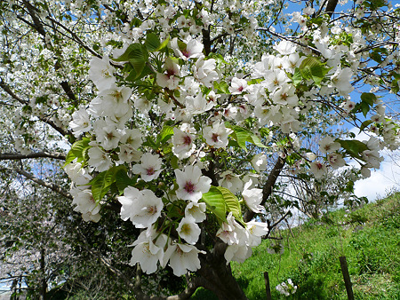 駕与丁公園の桜(4)
