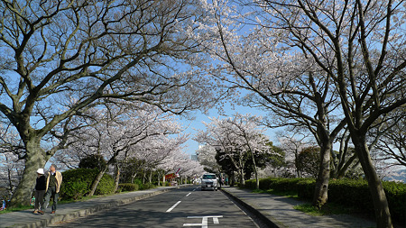 めかり公園の桜(4)