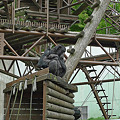 Photos: 福岡市動物園のチンパンジー