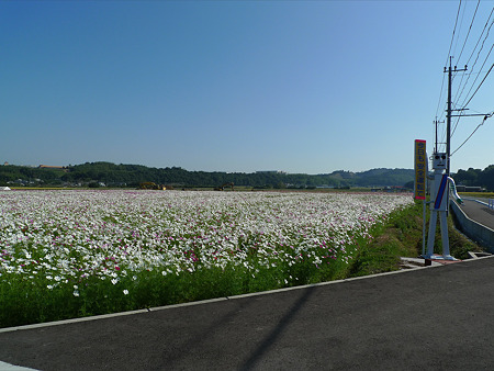 三光コスモス園(21)