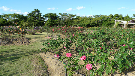 うみなか(4)バラ園