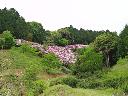 基山町?のつつじ(2)