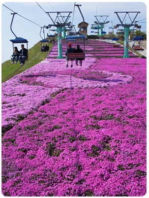 20120528 リフト(足元には芝桜)
