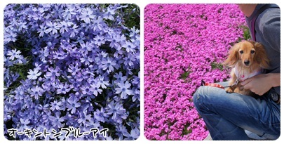 20120528 芝桜2