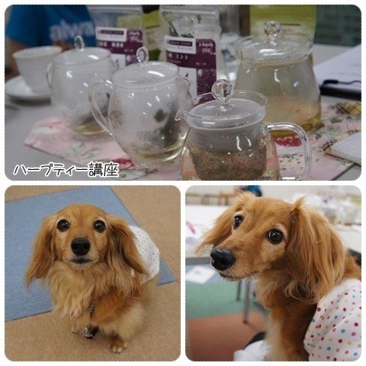 20120707 ハーブティー講座(基礎編)