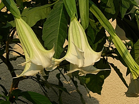 0043-1
