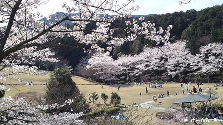 桜咲く丘