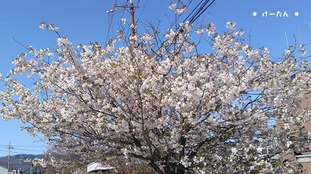 豊岡の桜