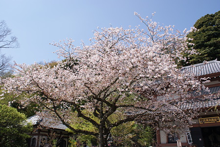 長谷寺