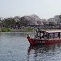桜2013