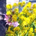 春の芽生え　河津桜
