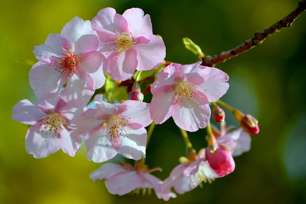 早咲きの桜・イズノオドリコ2011