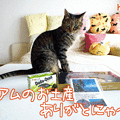 Photos: 120705-【猫アニメ】グアムのお土産にゃ！