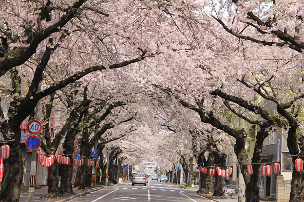 Photos: 満開の桜並木