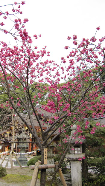 Photos: 今宮神社の桜
